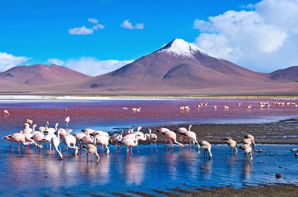 Laguna Colorada red lake in Bolivia